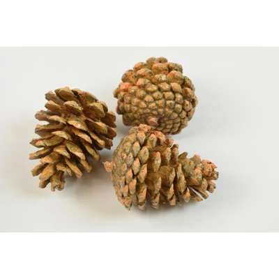 PL-2026050304 Toboz indiai viaszos narancs 5db